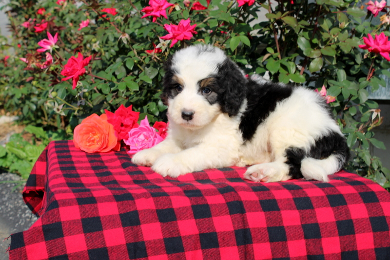 puppy, for, sale, Bernedoodle, Matthew B. Stoltzfus, dog, breeder, Gap, PA, dog-breeder, puppy-for-sale, forsale, nearby, find, puppyfind, locator, puppylocator, aca